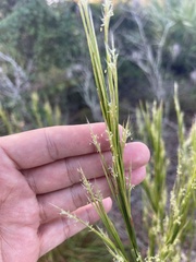 Andropogon floridanus
