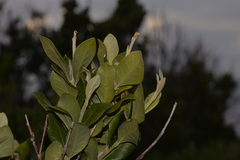 Planchonella howeana