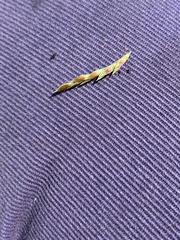 Eriochloa pseudoacrotricha