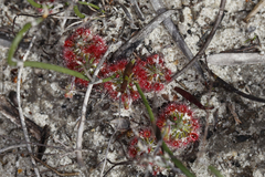 Drosera trichocaulis