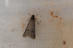 Exapate congelatella