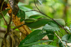 Trimeresurus sabahi