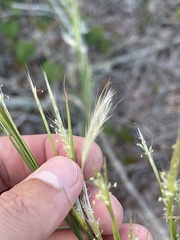 Andropogon floridanus