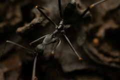 Leptomyrmex mjobergi