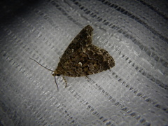 Protodeltote distinguenda