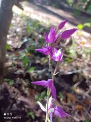 Cephalanthera rubra