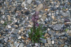 Silene uralensis