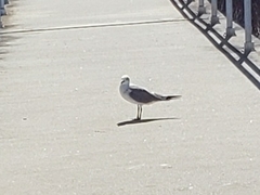 Leucophaeus atricilla