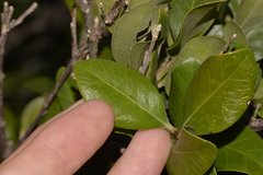 Planchonella howeana