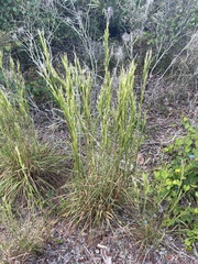 Andropogon floridanus