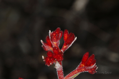 Anigozanthos rufus