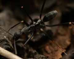 Leptomyrmex mjobergi