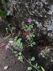 Cleome felina