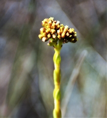 Crassula subulata