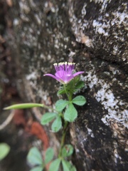 Cleome felina