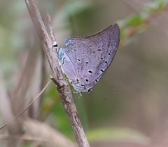 Pseudolycaena marsyas