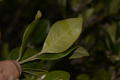 Planchonella howeana