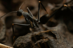 Leptomyrmex mjobergi