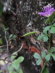 Cleome felina
