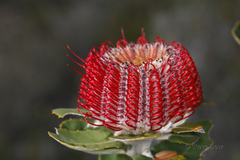 Banksia coccinea