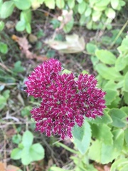 Hylotelephium maximum × spectabile