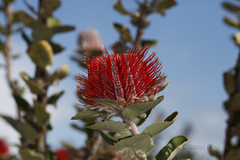 Banksia coccinea