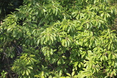 Triadica cochinchinensis