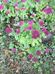 Hylotelephium maximum × spectabile