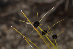 Schoenus curvifolius