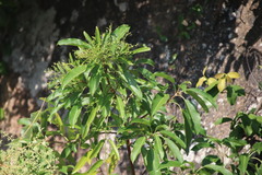 Elaeocarpus decipiens