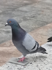 Columba livia domestica