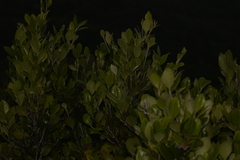 Planchonella howeana