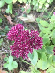 Hylotelephium maximum × spectabile