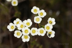Chamelaucium megalopetalum