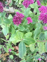 Hylotelephium maximum × spectabile