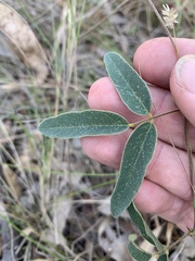 Glycine tabacina