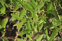 Ligustrum lucidum