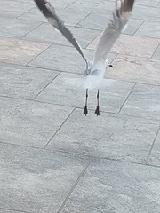 Chroicocephalus novaehollandiae