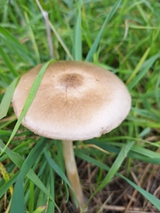 Volvopluteus gloiocephalus