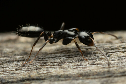 Colobopsis sanguinifronsColobopsis sanguinifrons