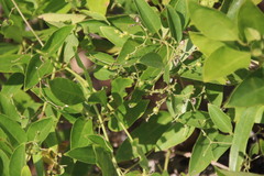 Ligustrum lucidum