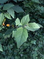 Solanum anguivi
