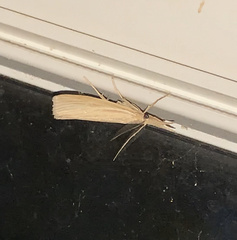 Agriphila vulgivagellus