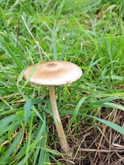Volvopluteus gloiocephalus