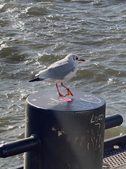 Chroicocephalus ridibundus