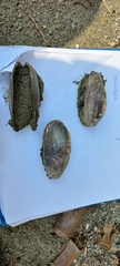 Unio elongatulus