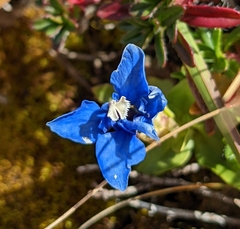 Gentiana