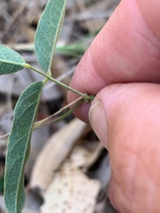 Glycine tabacina