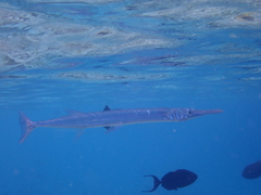 Tylosurus crocodilus