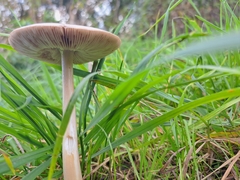 Volvopluteus gloiocephalus